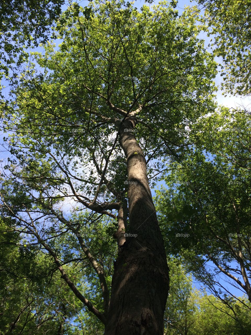 Low angle view of tree top