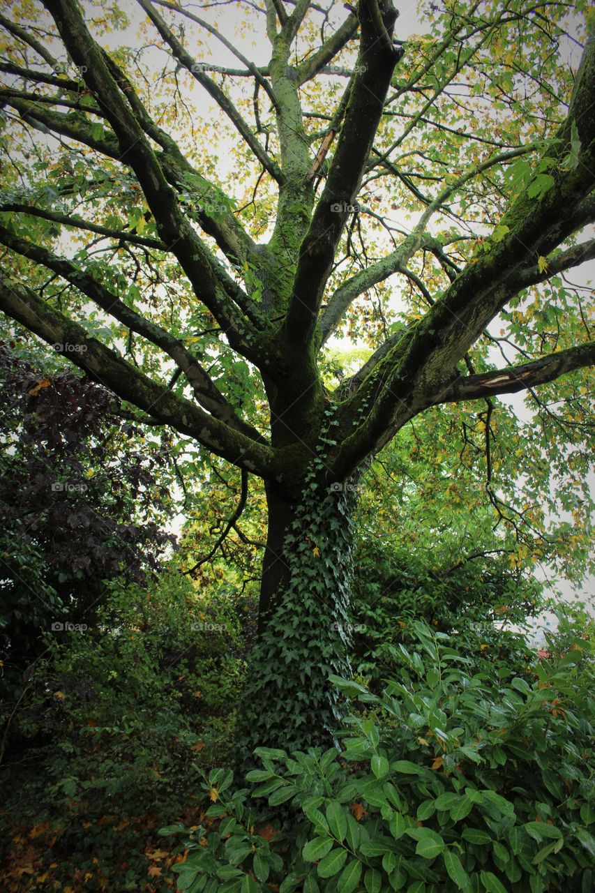 A Tree Dressed in a Gown of Leaves