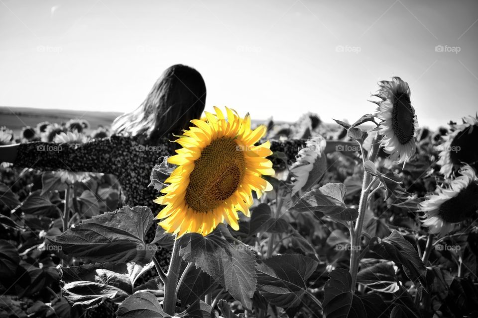 The owner of the sunflowers