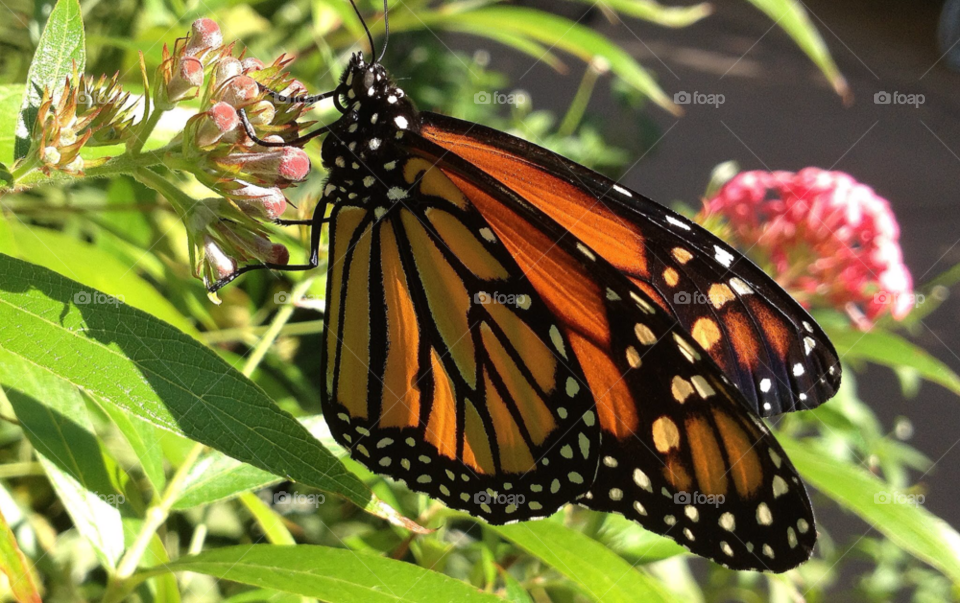 orange butterfly tropical monarch butterfly by Ros
