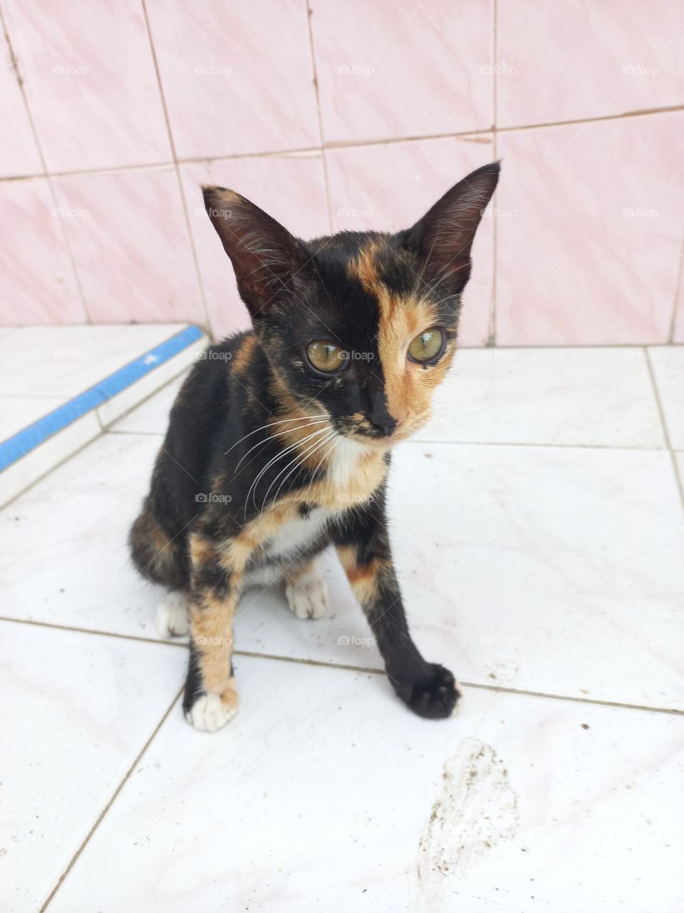 Striped cat with three beautiful colors