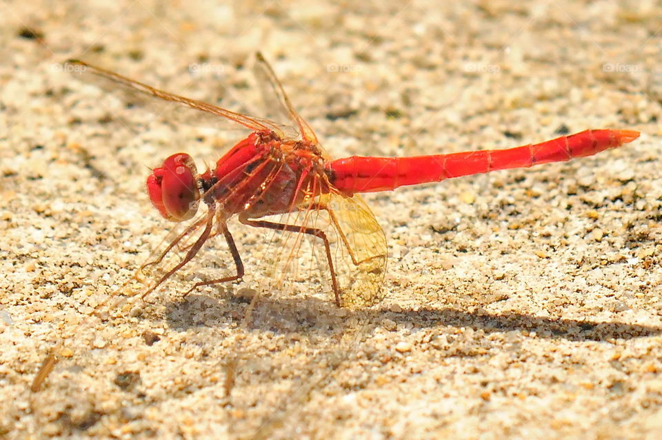 Red Dragonfly.