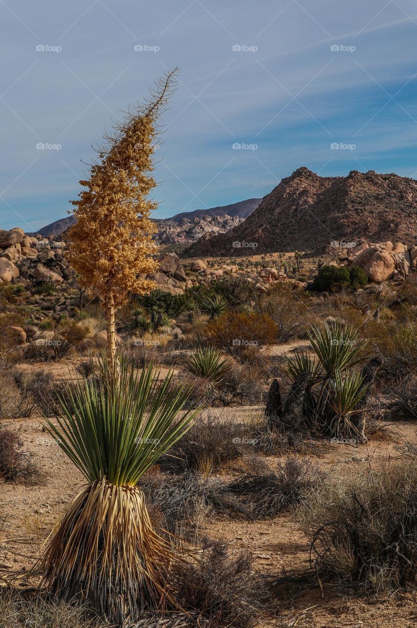 The vast landscape of the desert of Joshua Tree National Park with its desolate beauty and fascinating namesake trees, with its stunning desert plants and rock formations 