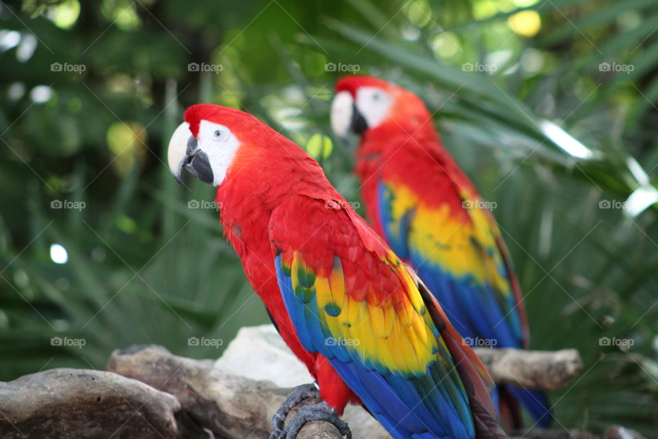Macaws in their natural ha