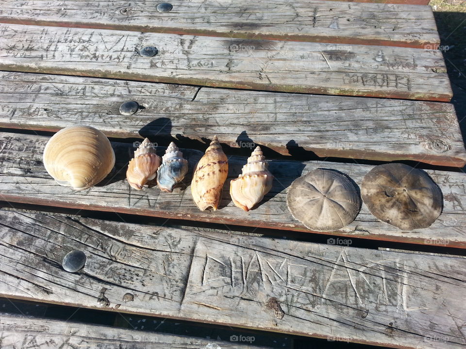 Sea shells in New Zealand.