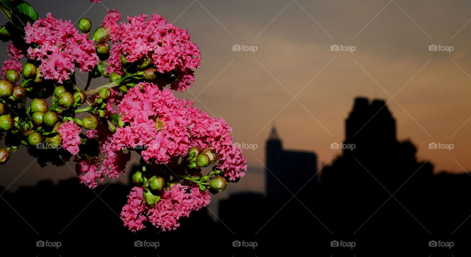 Closeup of Crape Myrtle blooms with the silhouette of downtown Raleigh North Carolina in front of the sunrise in the background. 