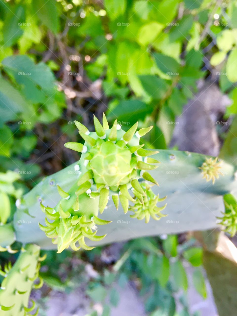 Cactus in Texas 