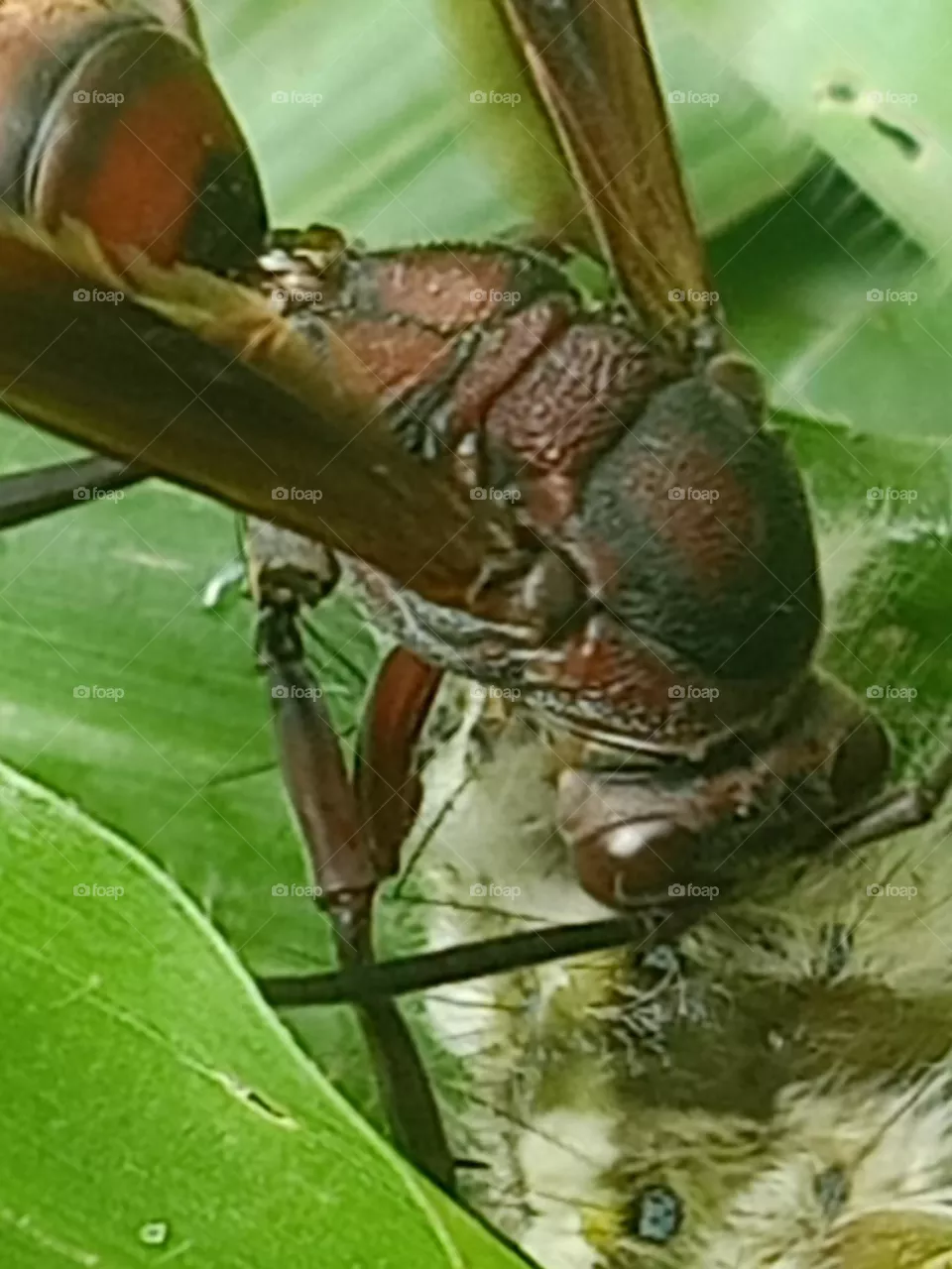 insect
