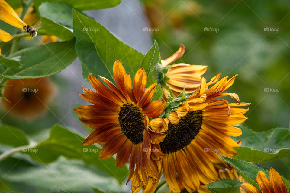 sunflowers bees and bumblebees