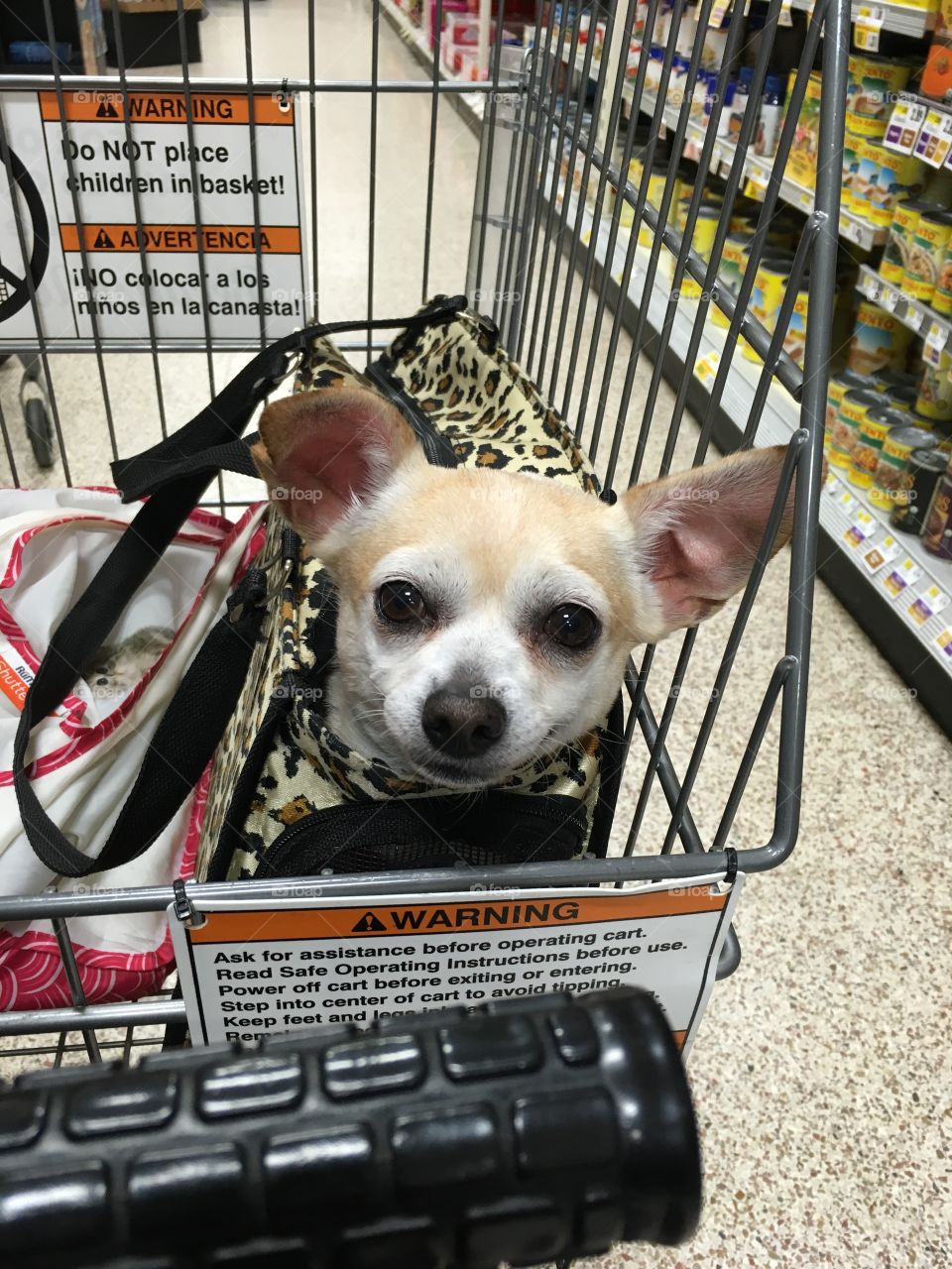 “Sara goes grocery shopping”—Sarafina was one of 12 chihuahuas who were left at the shelter after their elderly owner died. All of the others had already been adopted, but Sara was waiting for me. Best dog ever! We go everywhere together.