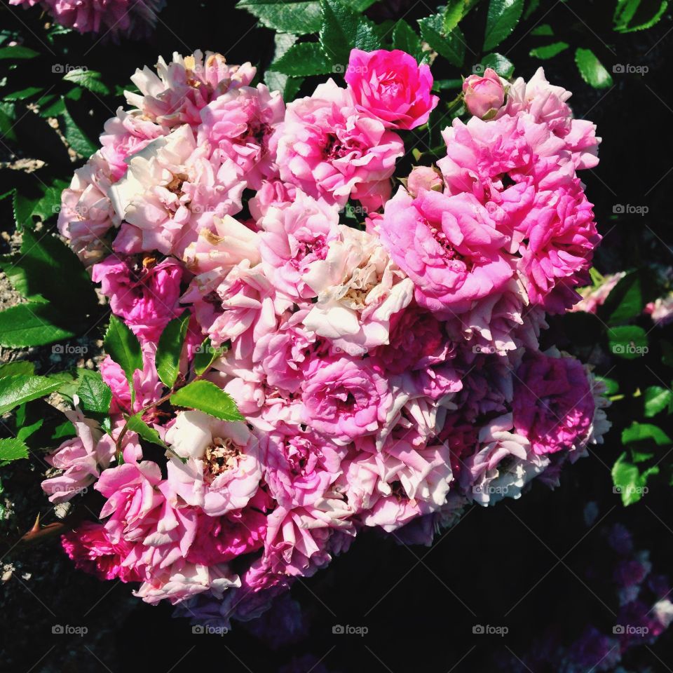 Vintage flowers. . Pink roses in Massachusetts. 