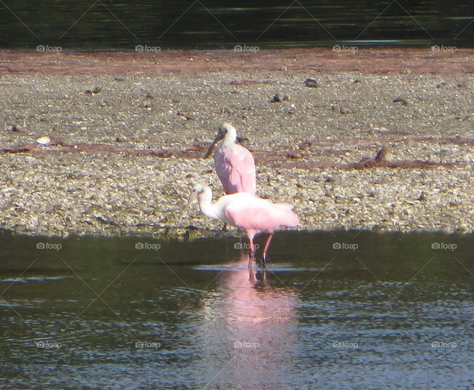 roseate spoonbill bird