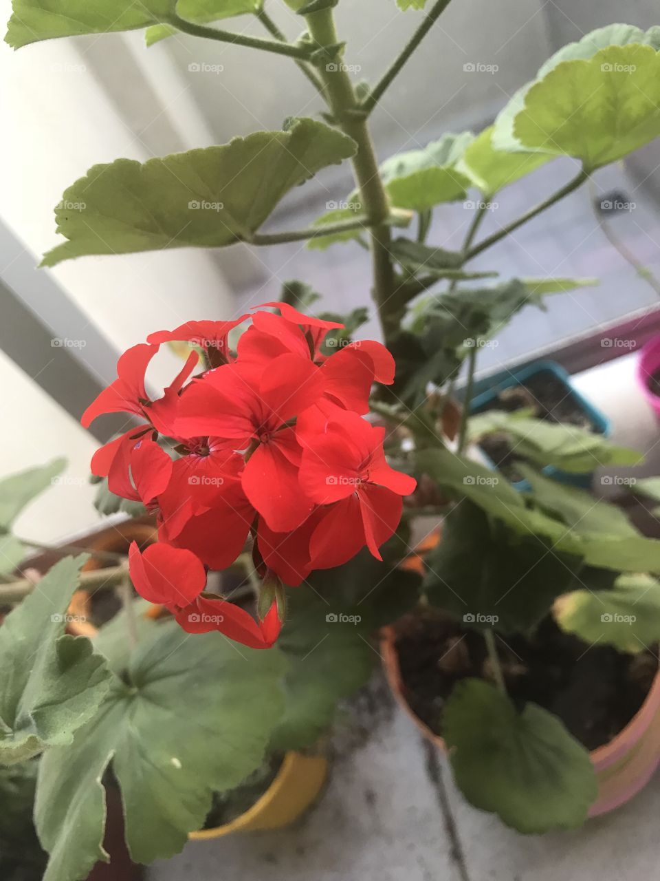 Flores Rojas