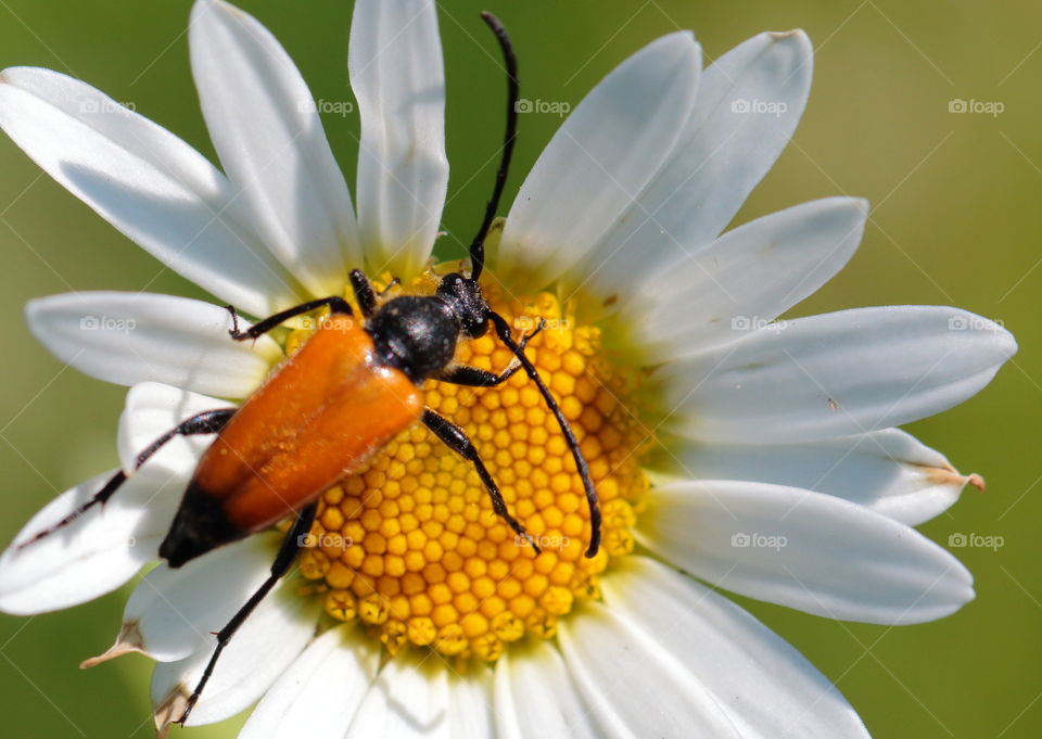 Insect On Flower