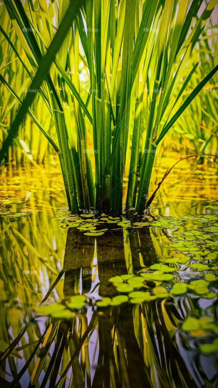 Reflection 