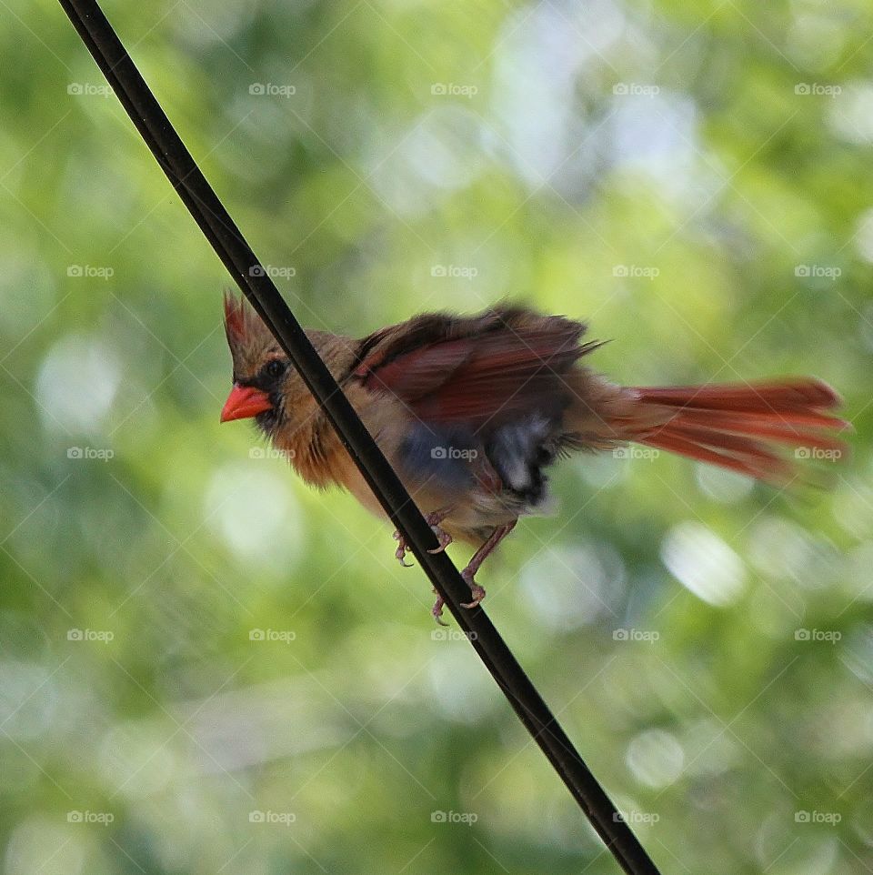 Female Cardinal on Wire. Trying to snap a photo of the more brilliant red male, I caught this girl fluffing her feathers!