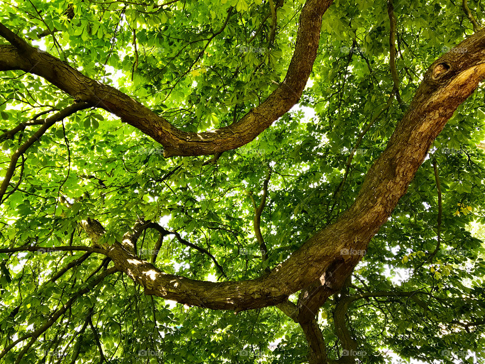 Underneath the old chestnut tree