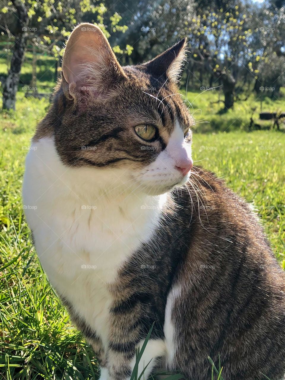 A tabby and white cat enjoys the sunshine in the garden