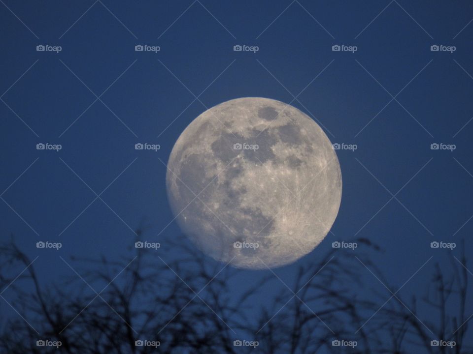 Moon over the trees