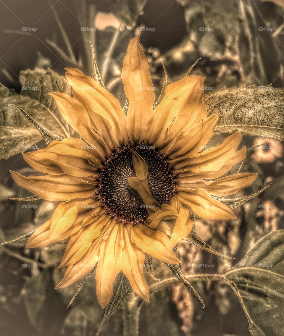 grainysunflower