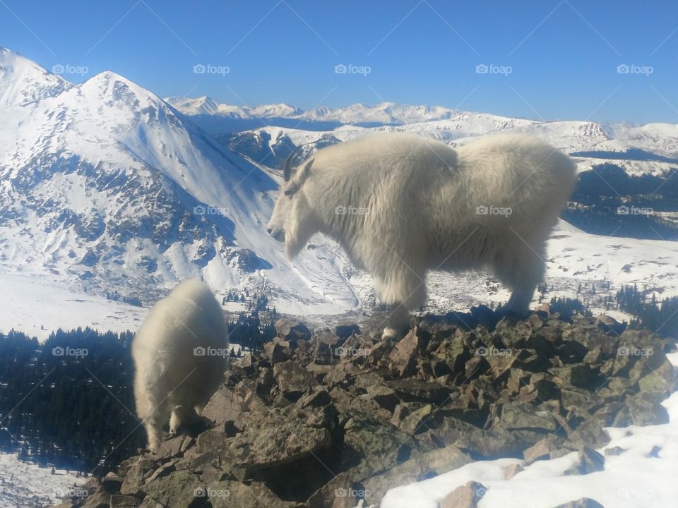 two Colorado mountain goats