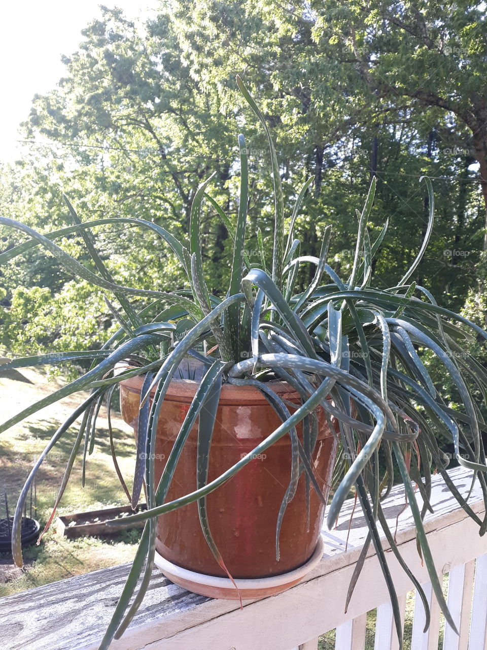 My Crazy Wild Aloe Plant