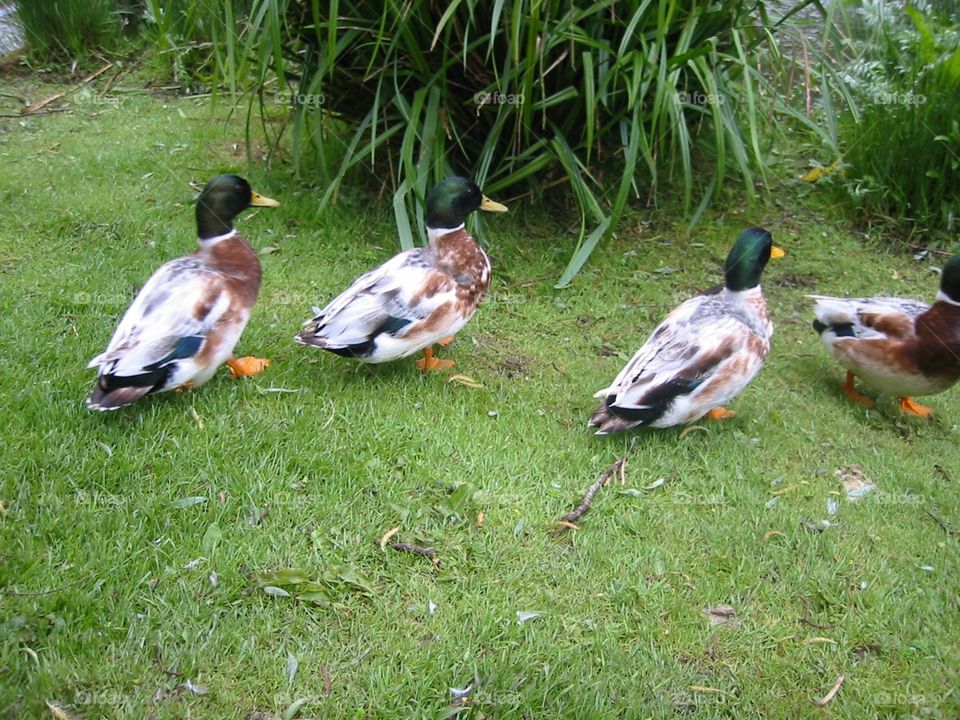 Three ducks all in a row