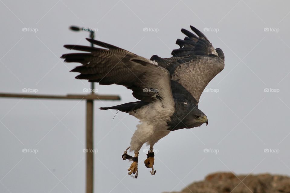 gray hawk in flight