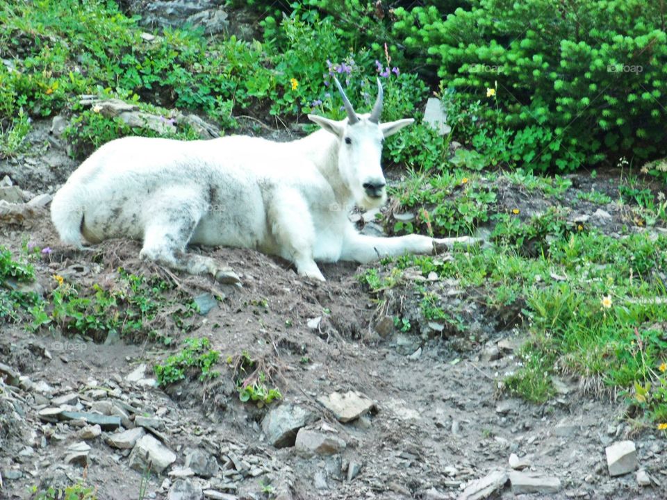 Mt goat in  Glacier National Park 