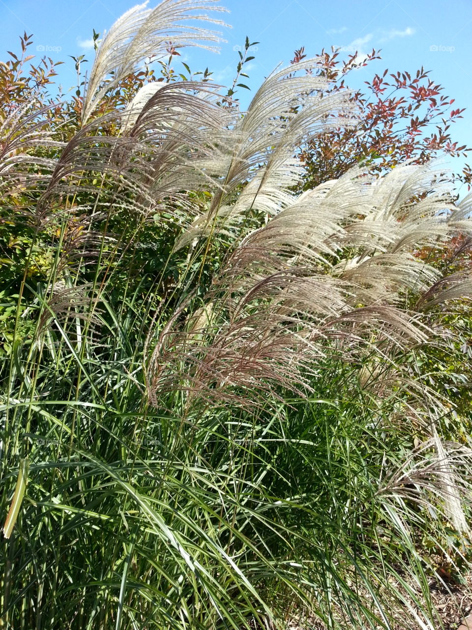 Ornamental grass in Minnesota