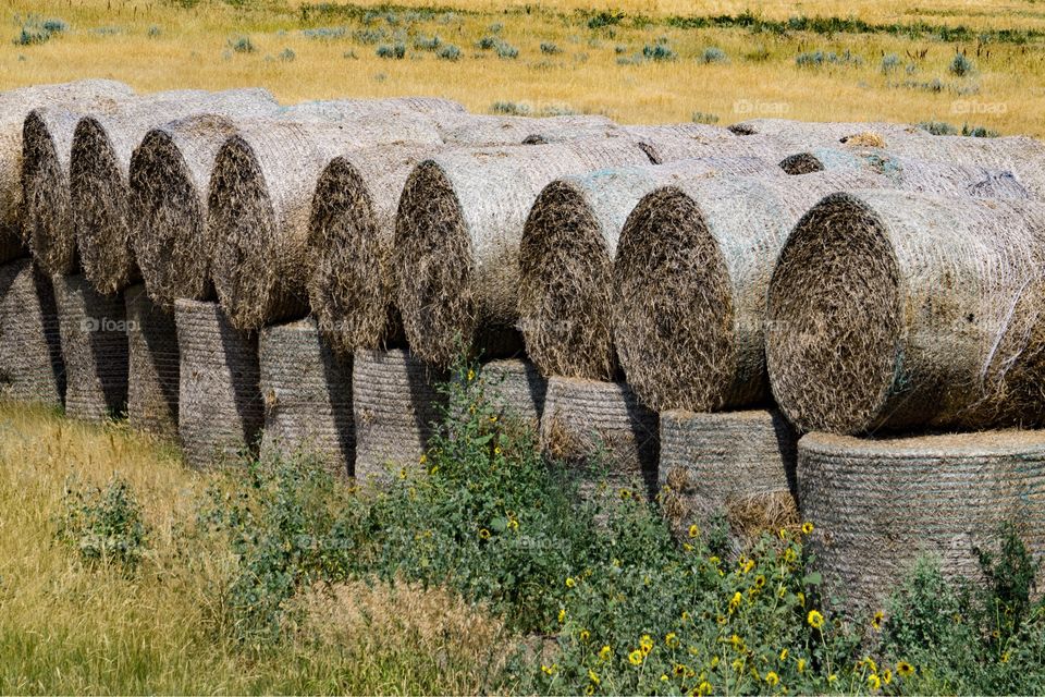 Hay Rolls