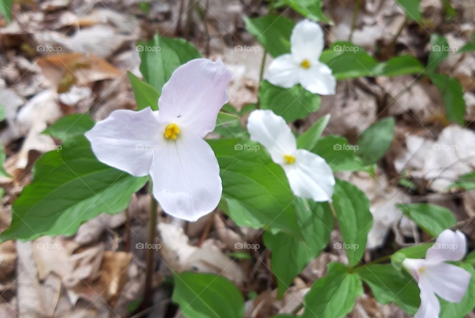 blooming trilliums