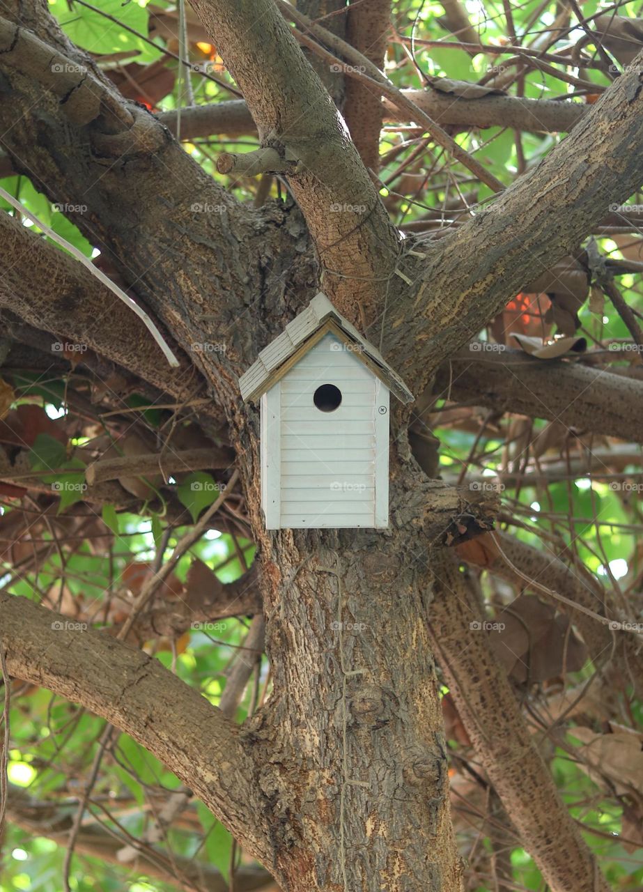 Bird House