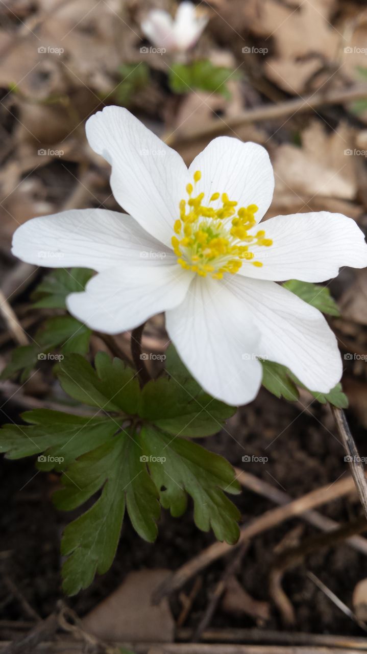 Weiße blühende Schöne Blume