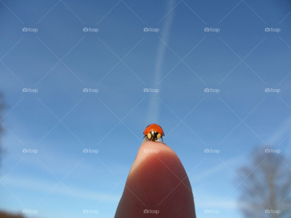 Lady bug 
