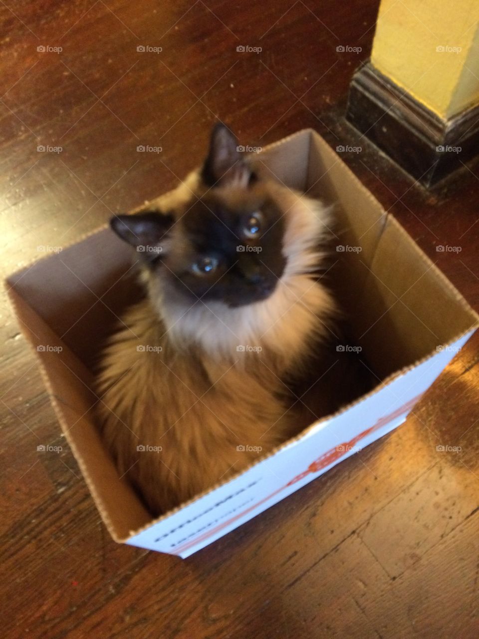 Cat in a box