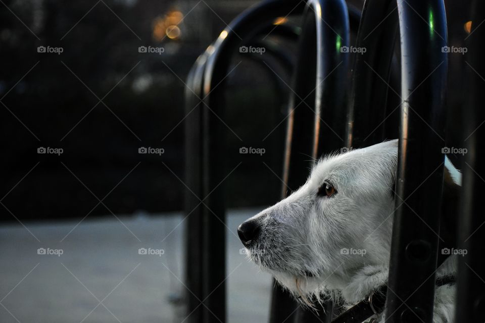 Good dog waiting outside grocery 