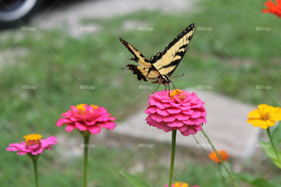 Butterfly