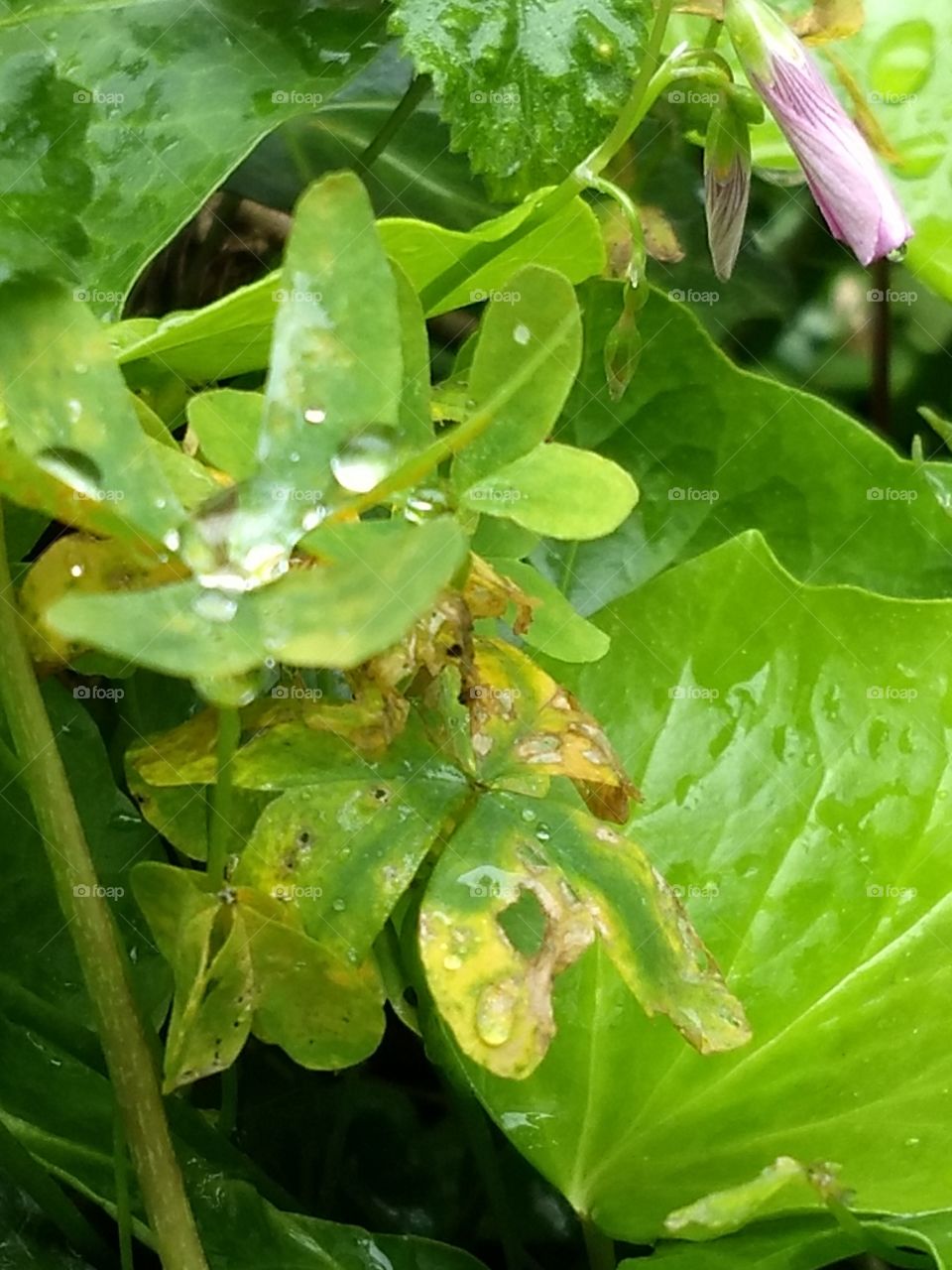 Leaves and water drops