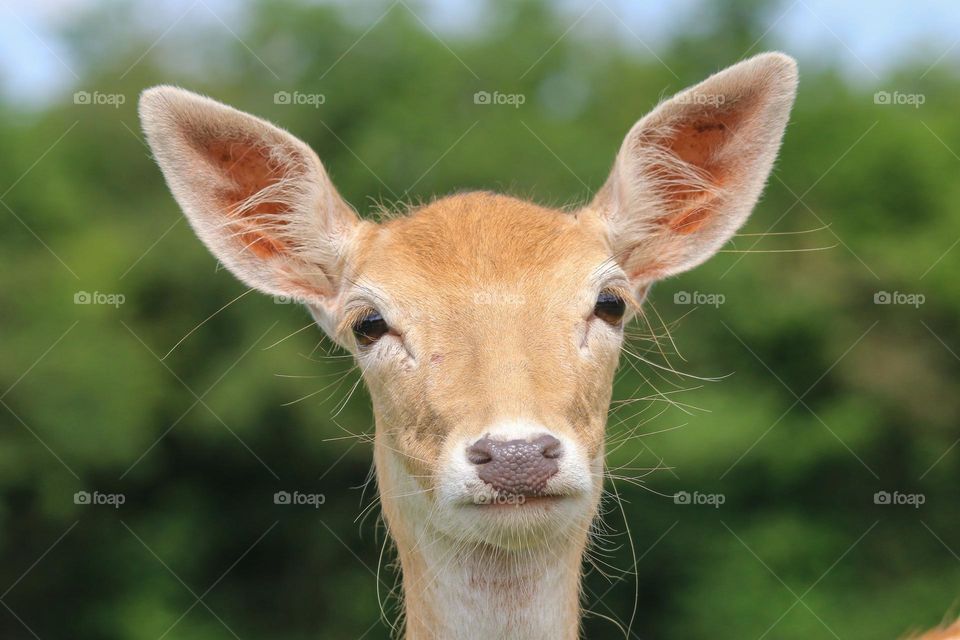 Deer close up head portrait