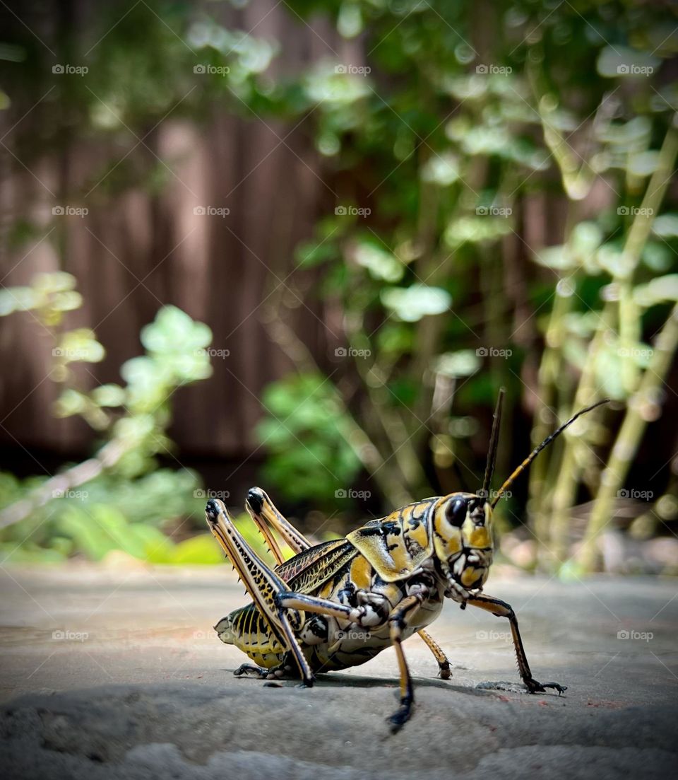 Extra large grasshopper in the Texas heat. Spring vs summer mission. Closeup 