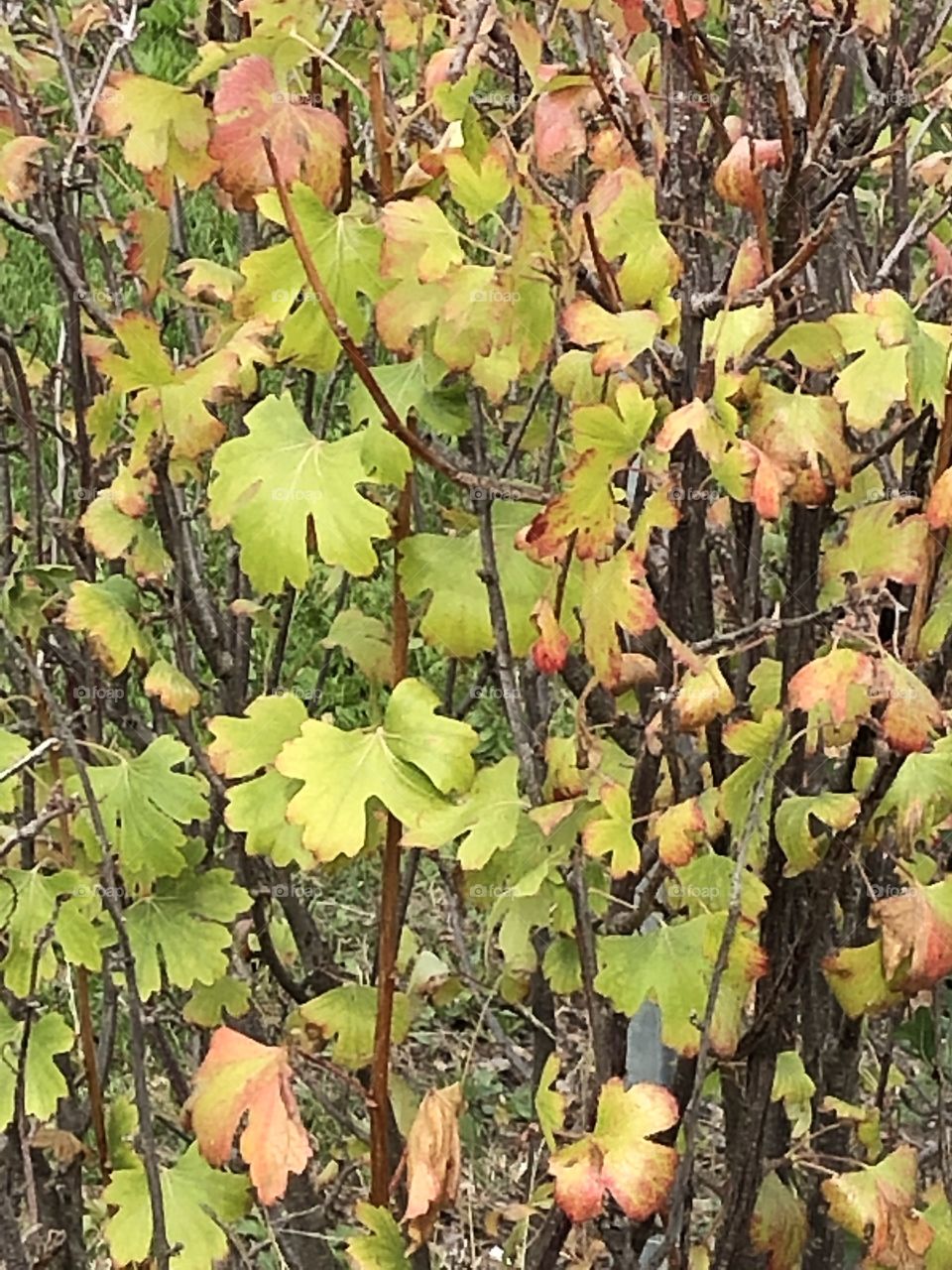 Colorful Autumn Leaves On Bush