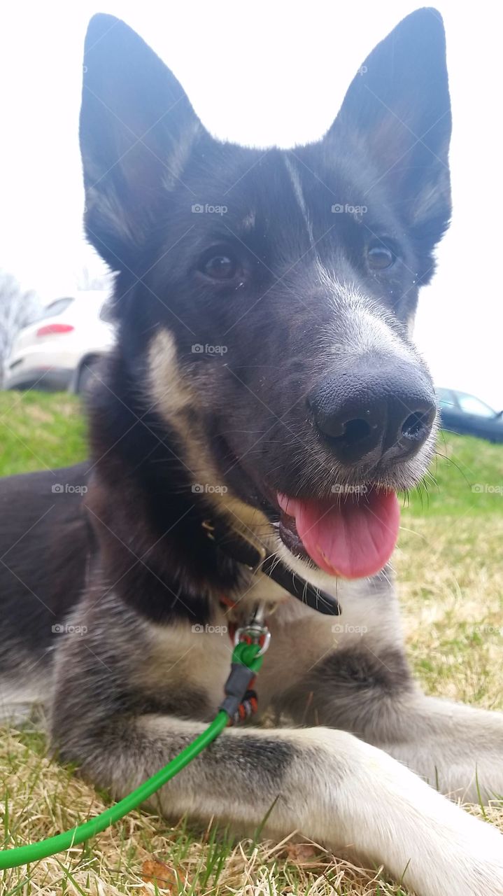 Happy husky