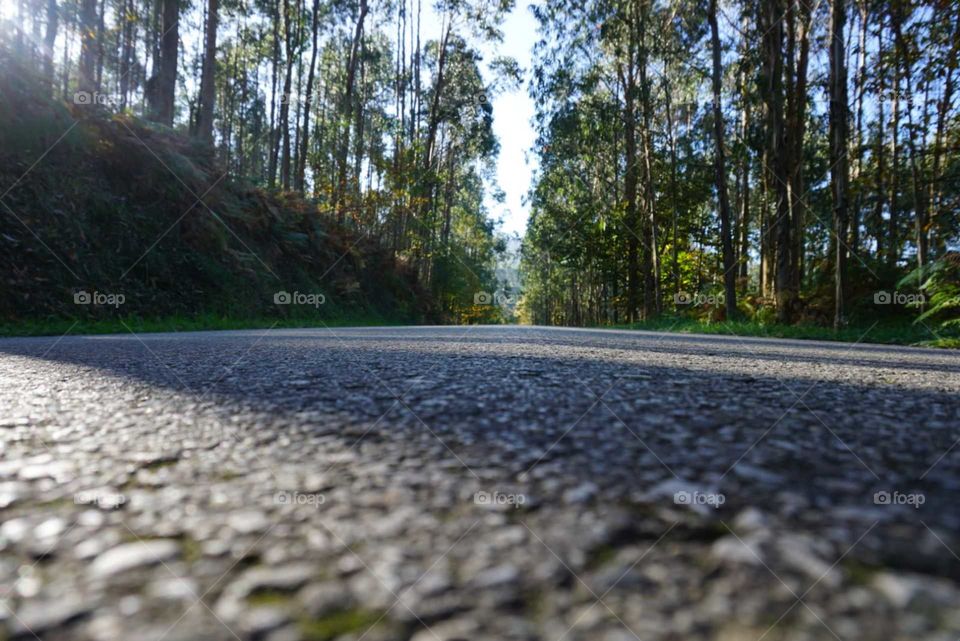 Road#forest#trees#nature#vegetation