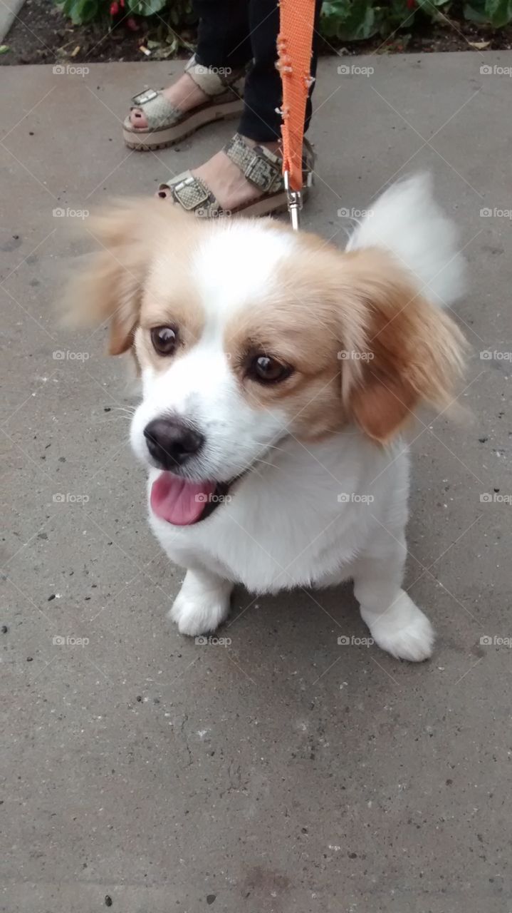 Cute dog on street of NY. on street