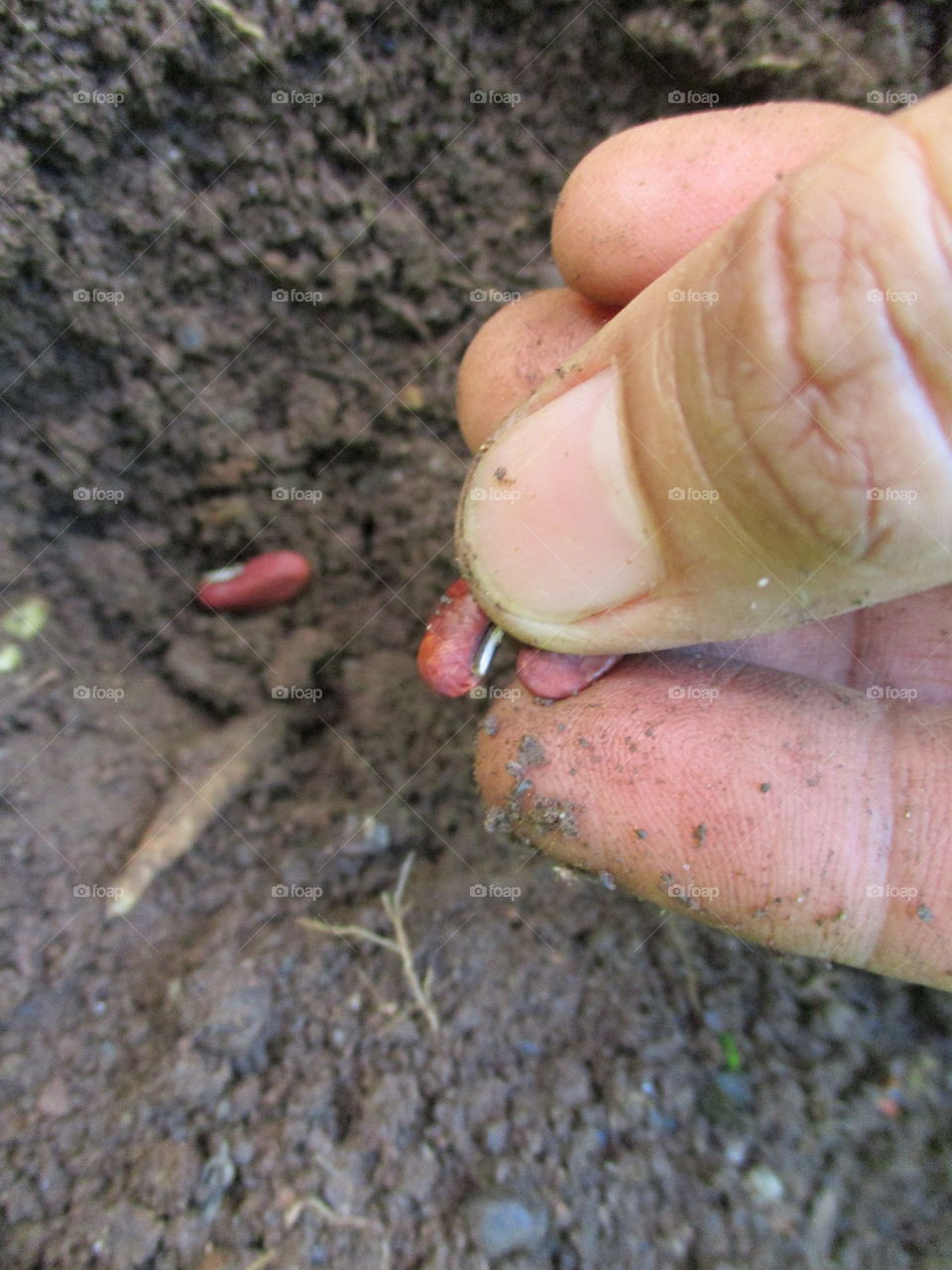 seed on hand