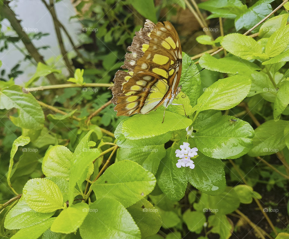 Mariposa de color amarilla y marrón posada en plantas verdes