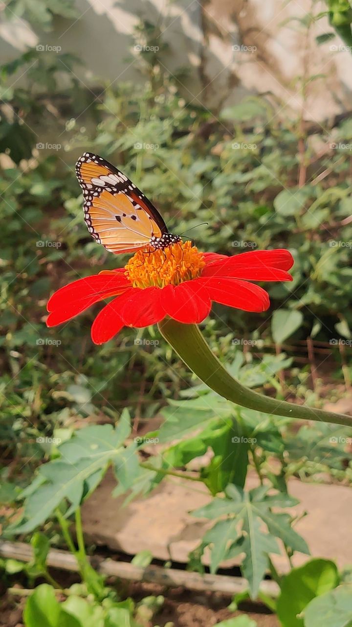 In the bloom of life🦋