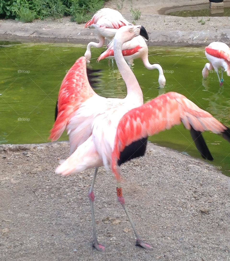 Fly, Flamingo, Fly!