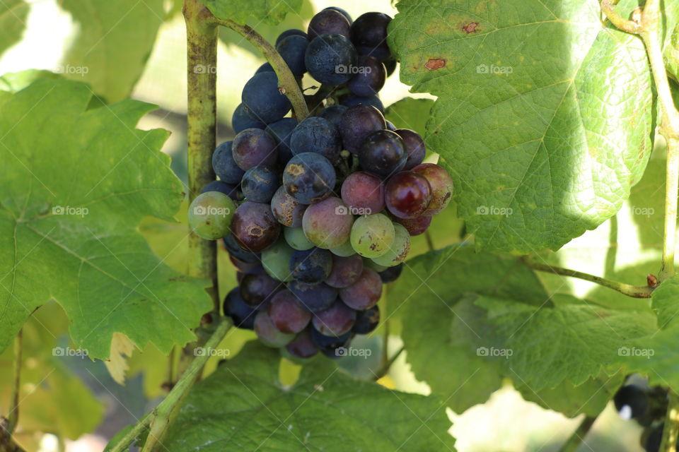 wine grapes